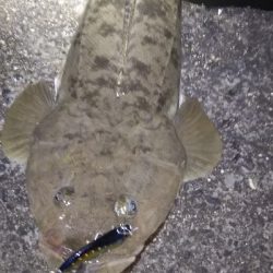 引き潮フィーバー