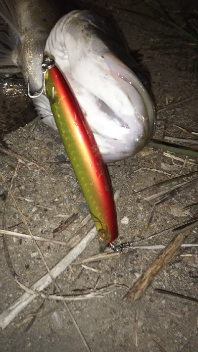 シーバス釣り！