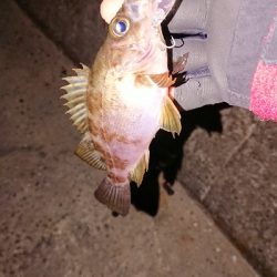 渋いとは分かってても