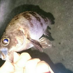 爆風メバリング