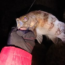 久し振りのメバル