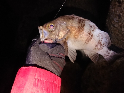 久し振りのメバル