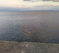 よく釣れました