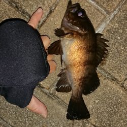 メバリング修行