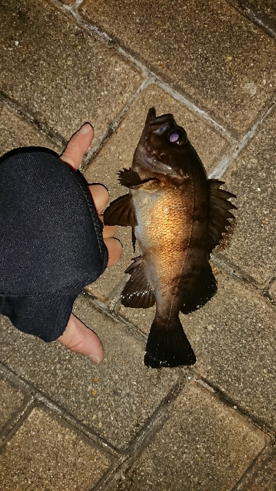 メバリング修行