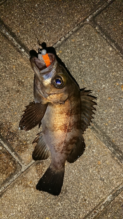 メバリング修行