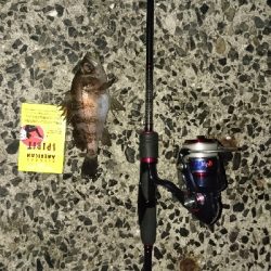 井口港メバリング