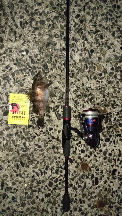 井口港メバリング