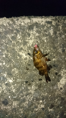 木材港南メバリング