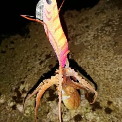 まだ早かったかな⁉️