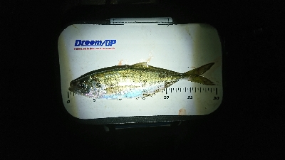 久し振りの良型アジ～