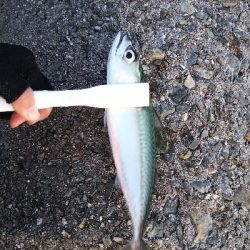 メバリングなのに