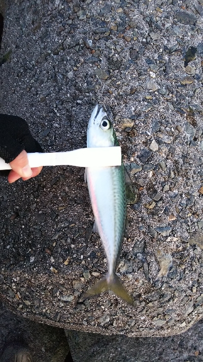 メバリングなのに