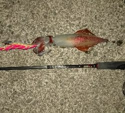 柏島で釣れちゃった。