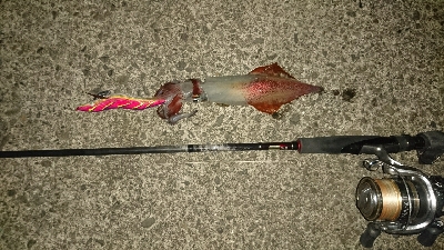 柏島で釣れちゃった。