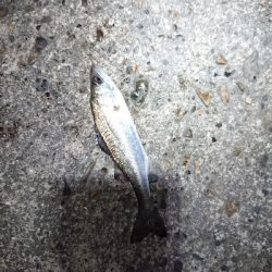 チビッ子たち。