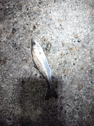 チビッ子たち。