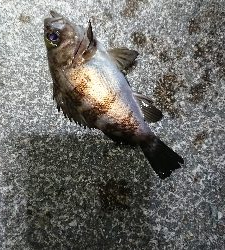 強風メバリング