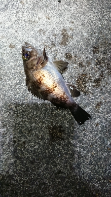 強風メバリング