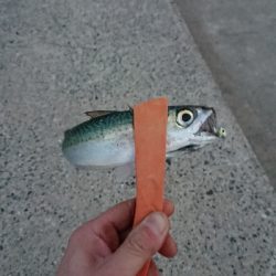 釣り部  釣行記  28