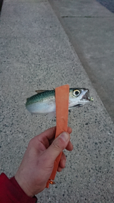 釣り部  釣行記  28