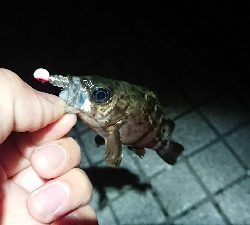 メバリング 活性上がってます!