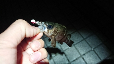 メバリング 活性上がってます！