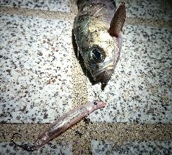 宇品島でメバリング!