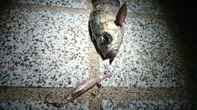 宇品島でメバリング！