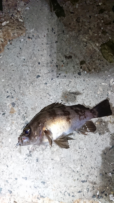 ジアイは一瞬！