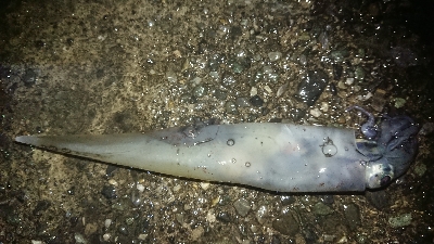 ヤリイカだぜヤリー