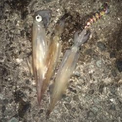 久々の爆釣❗️