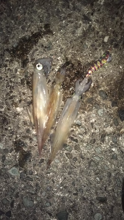 久々の爆釣❗️