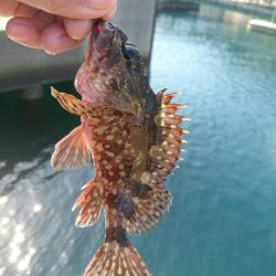 かなり久しぶりです。