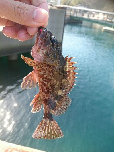 かなり久しぶりです。