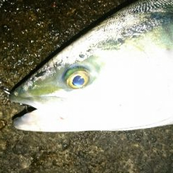 のっこみシーズン到来❗青物、ヒラスズキゲット