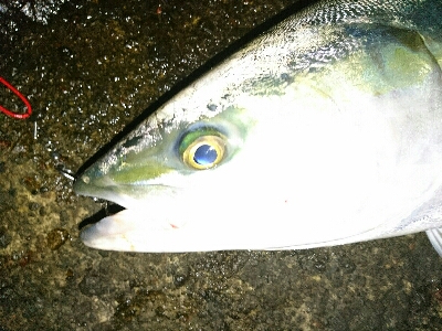 のっこみシーズン到来❗青物、ヒラスズキゲット