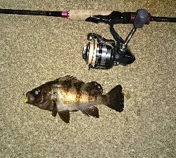 下げ止まり寸前のメバル！