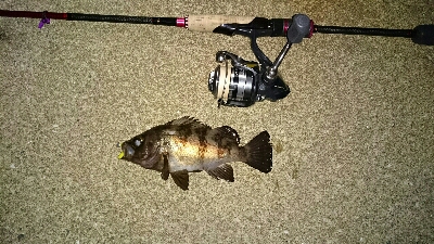 下げ止まり寸前のメバル！