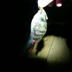 連日のメバリング