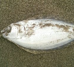 ライトショアジギング