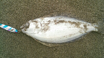 ライトショアジギング