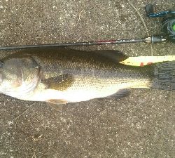 今年二回目バス釣り