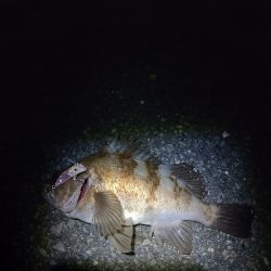 メバルプラッキング