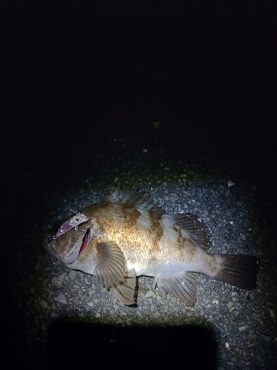 メバルプラッキング