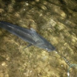 気温快適、水温低め、活性低め