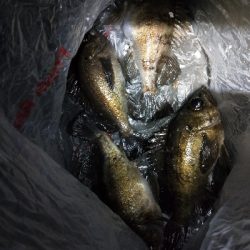 チニング不発からの癒やしのメバリング