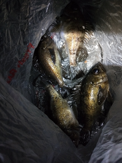 チニング不発からの癒やしのメバリング