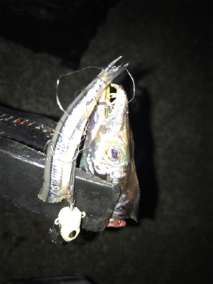 タチウオテンヤ