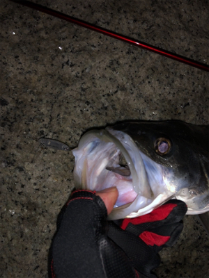 メバル…プラッキング…？